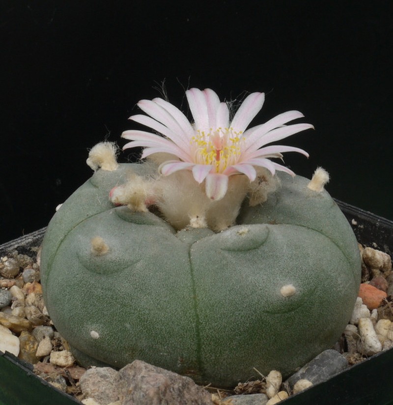Peyote photo 2
