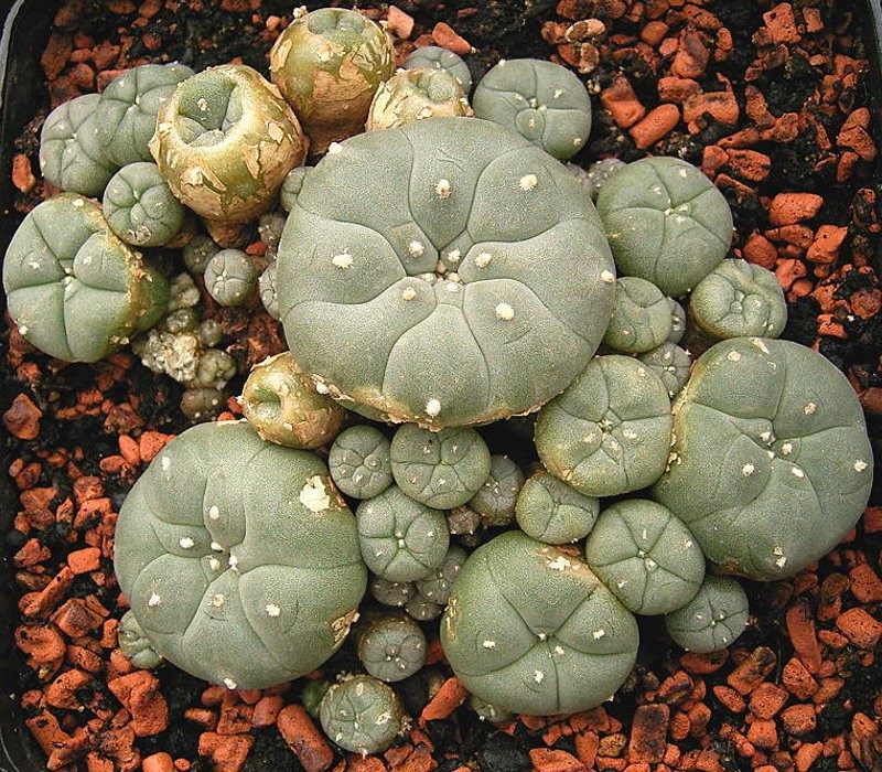 Peyote photo 4