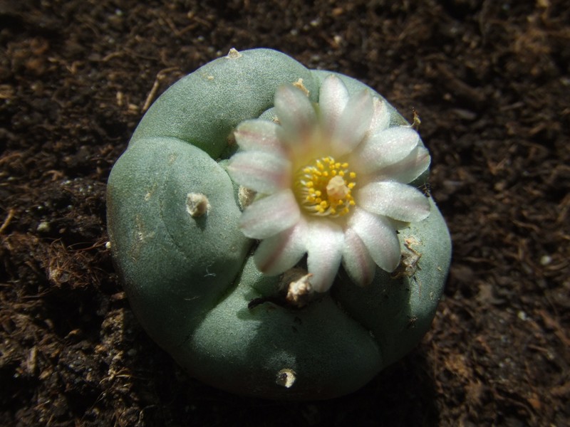 Peyote photo 5