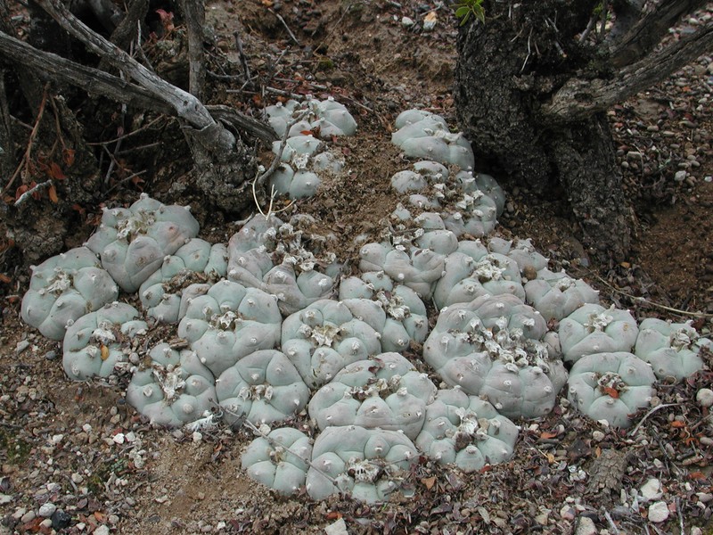 Peyote photo 8