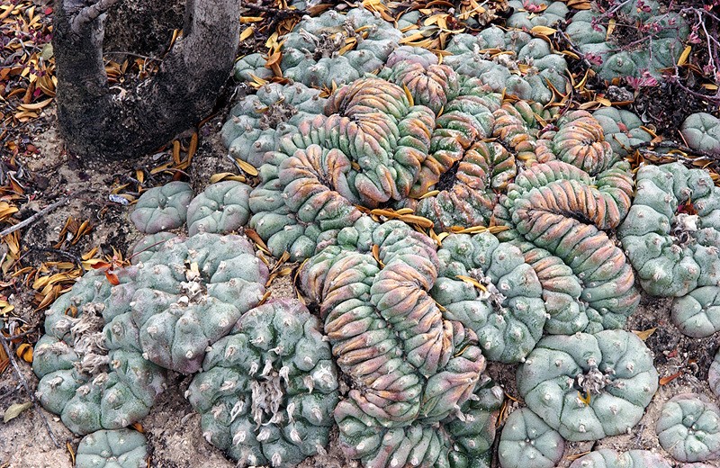 Peyote photo 4