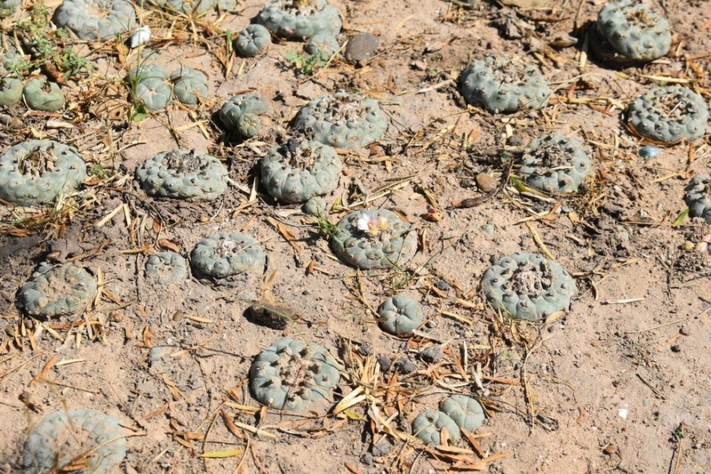 Peyote photo 5
