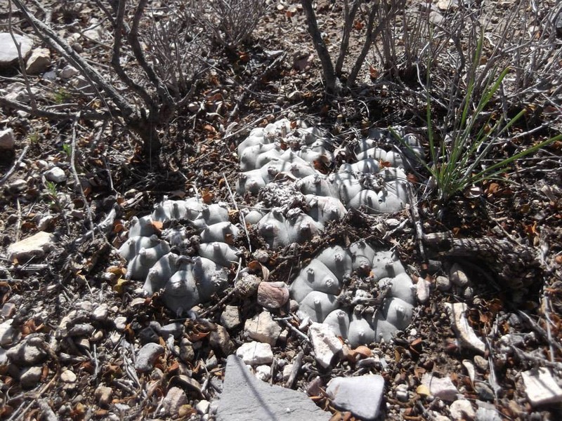 Peyote photo 6