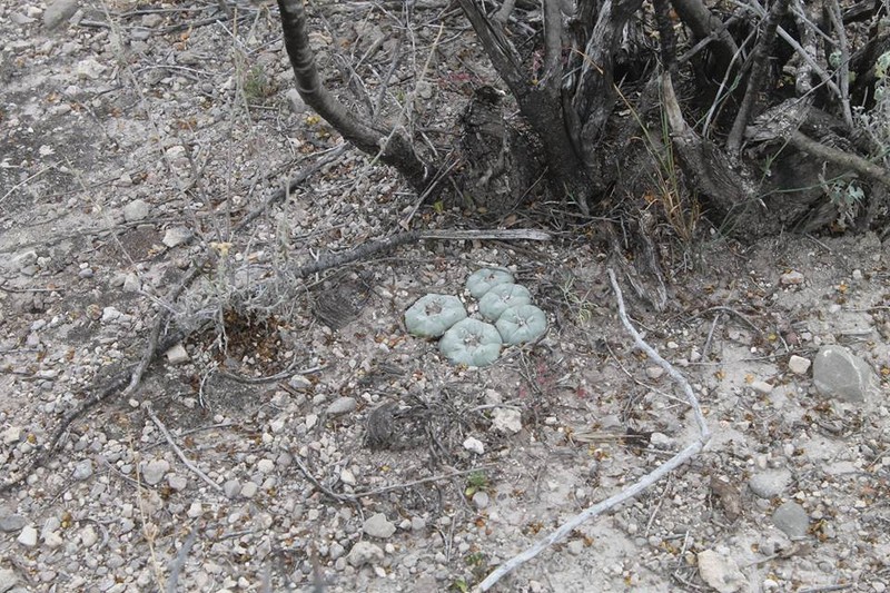 Peyote photo 7