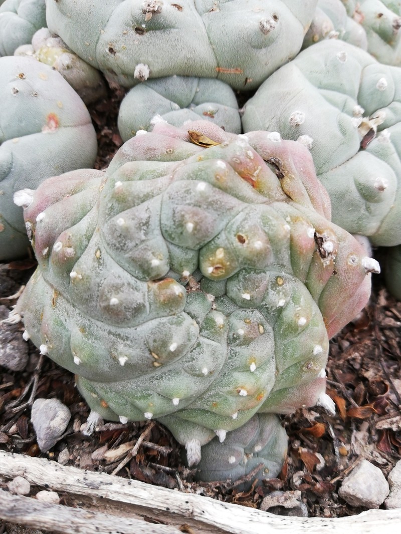 Peyote photo 8