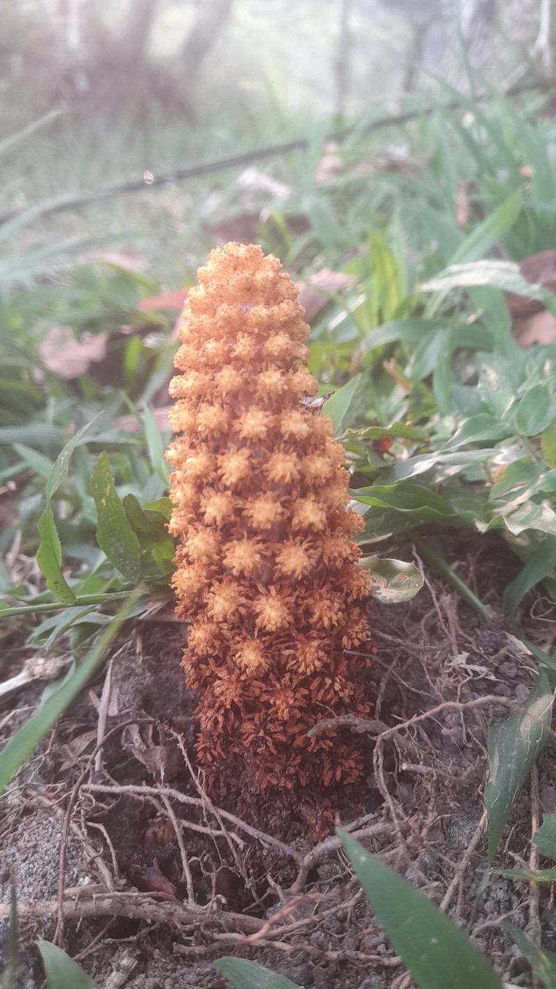 Lophophytum mirabile subsp. mirabile
