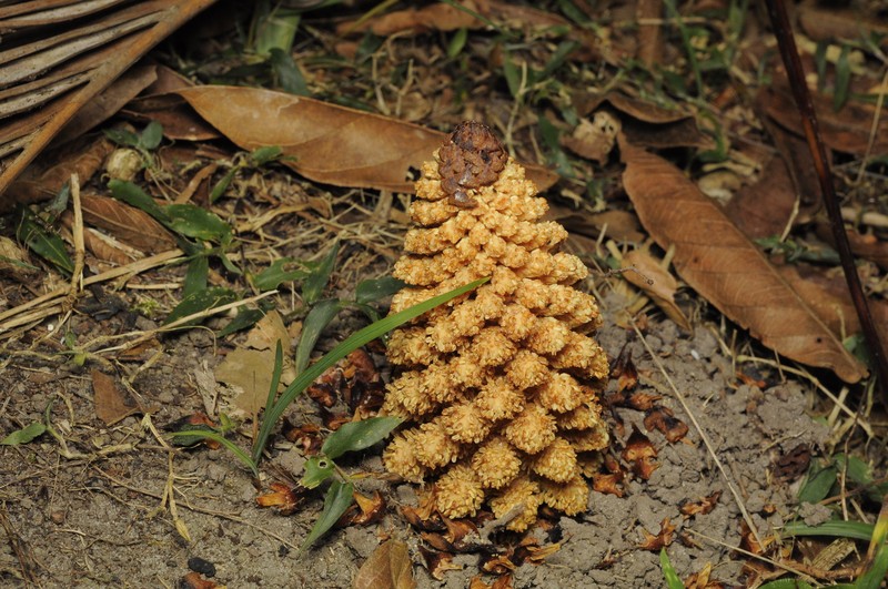 Lophophytum mirabile subsp. mirabile photo 2