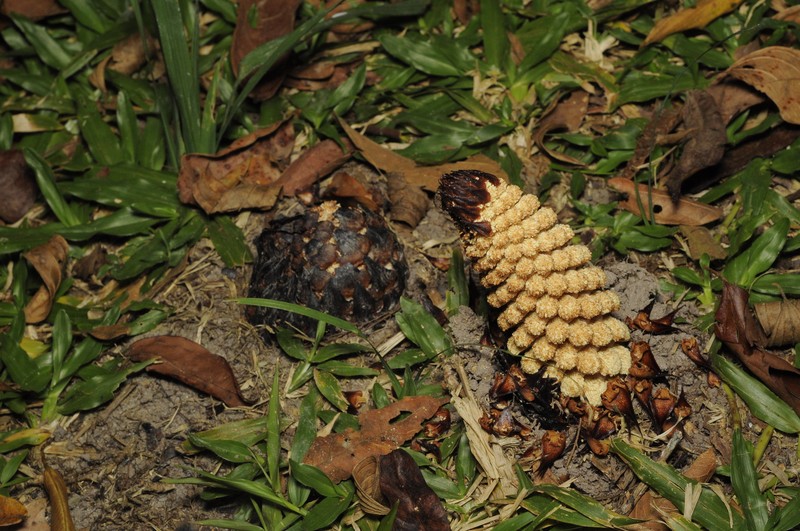 Lophophytum mirabile subsp. mirabile photo 3