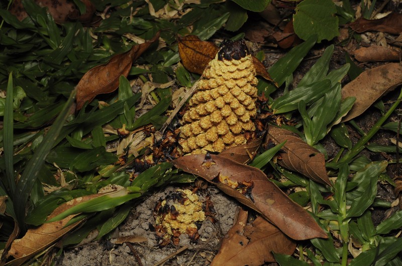 Lophophytum mirabile subsp. mirabile photo 4