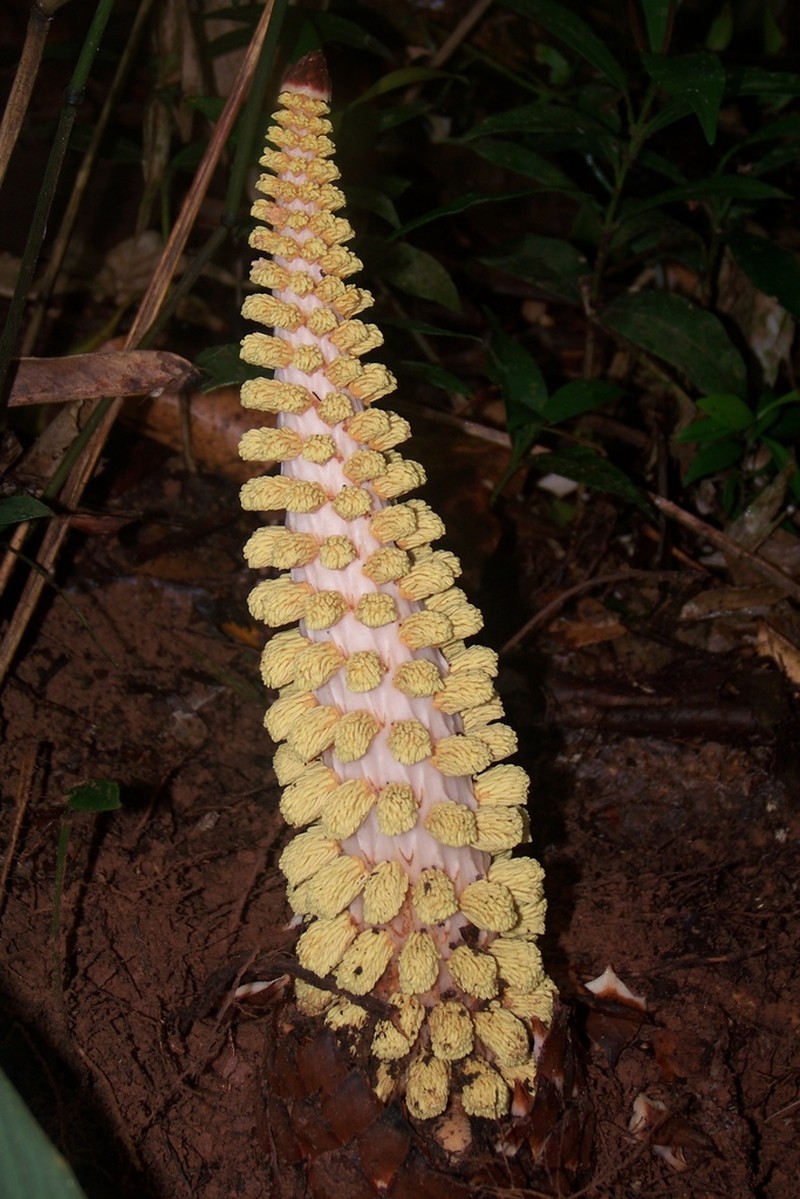 Lophophytum pyramidale