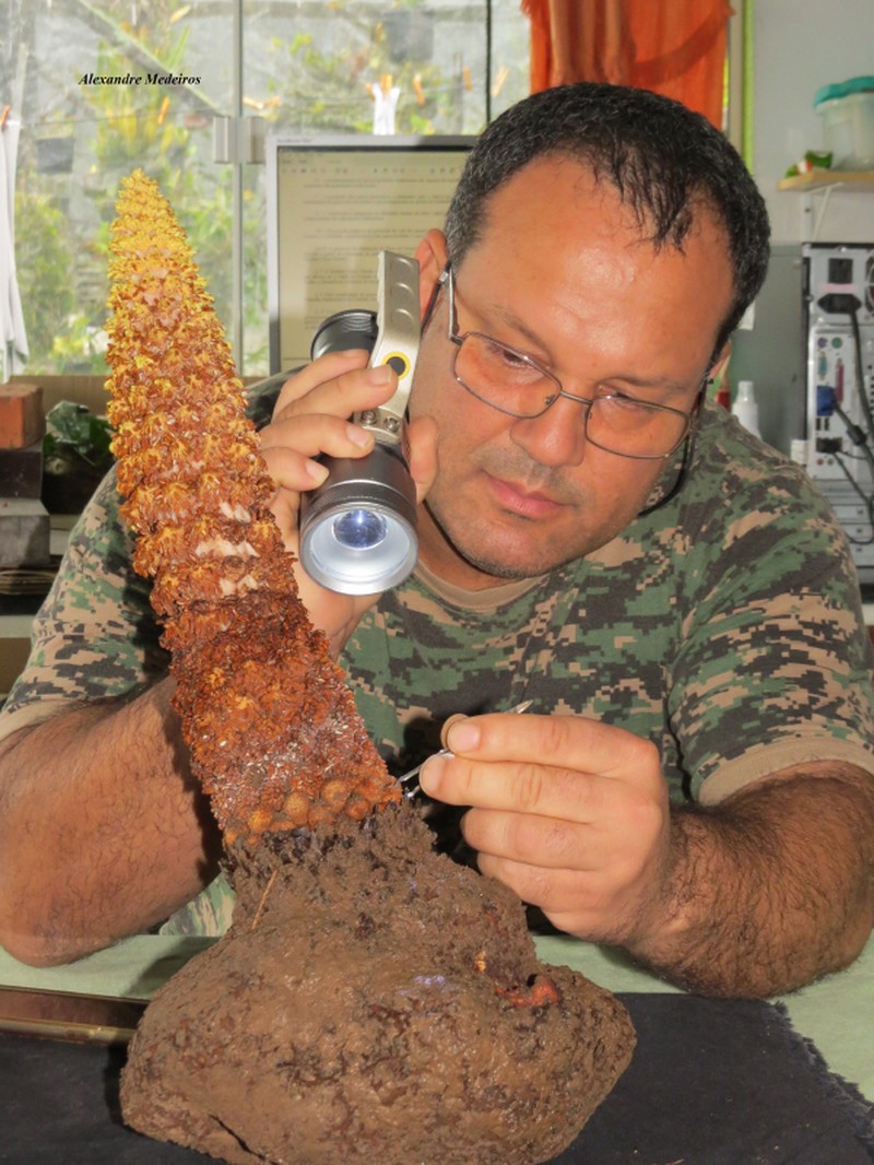 Lophophytum pyramidale photo 2