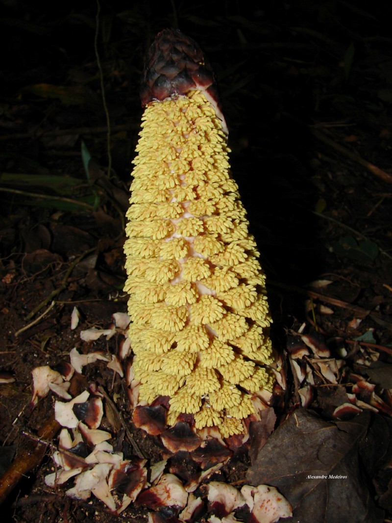 Lophophytum pyramidale photo 3
