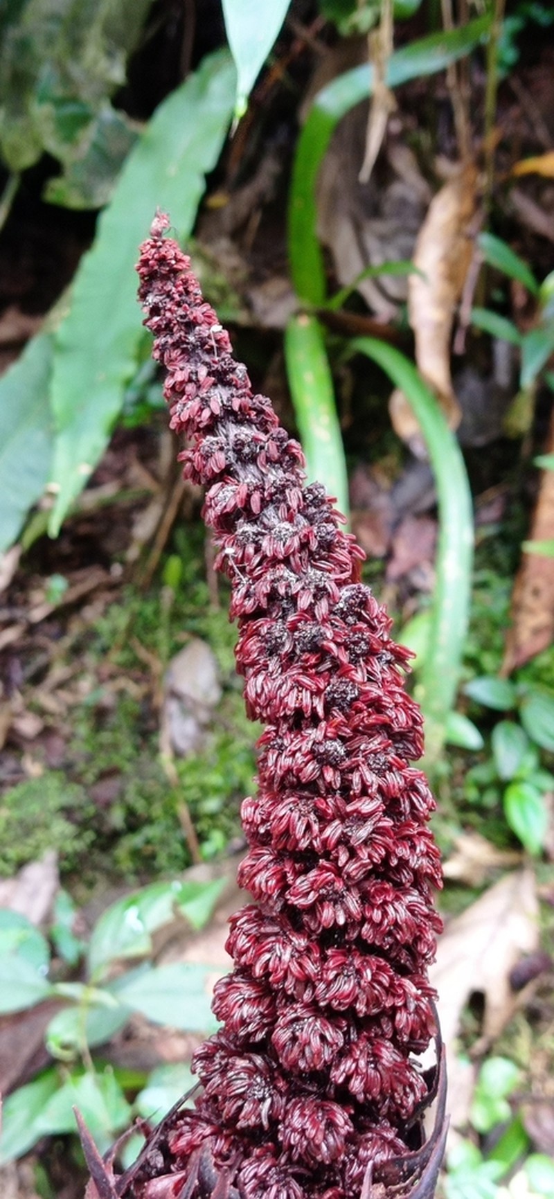 Lophophytum pyramidale photo 5