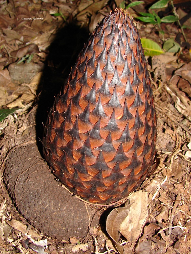 Lophophytum pyramidale photo 6