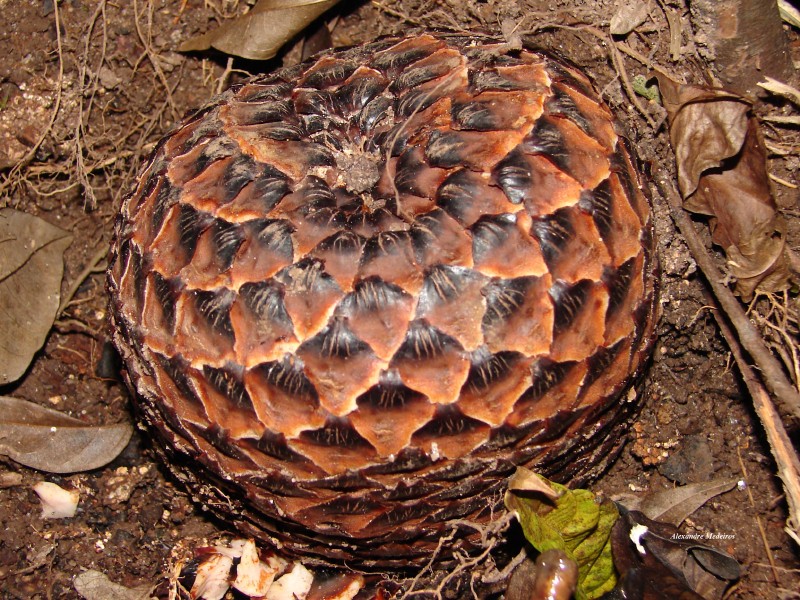 Lophophytum pyramidale photo 7