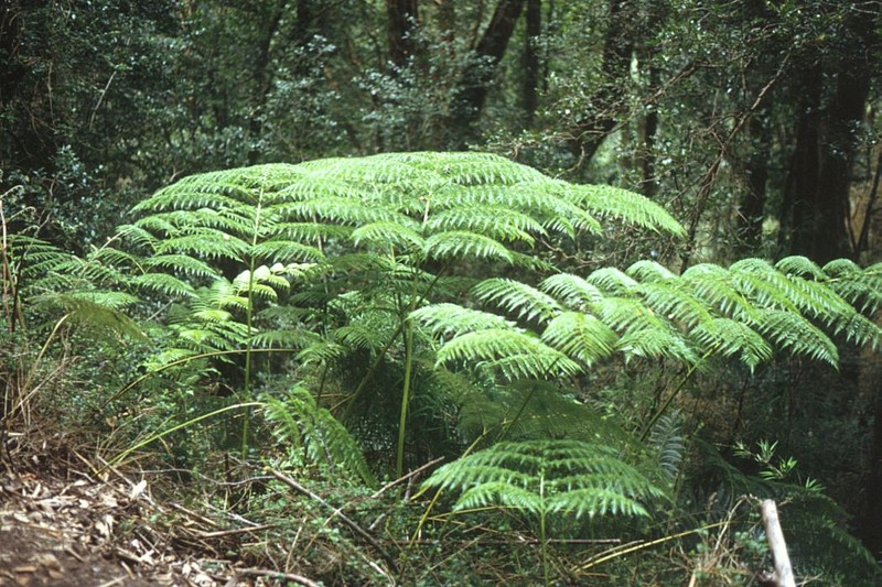 Diamondleaf Fern photo 2