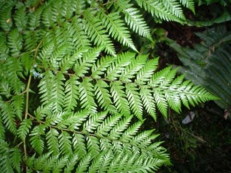 Diamondleaf Fern photo 3