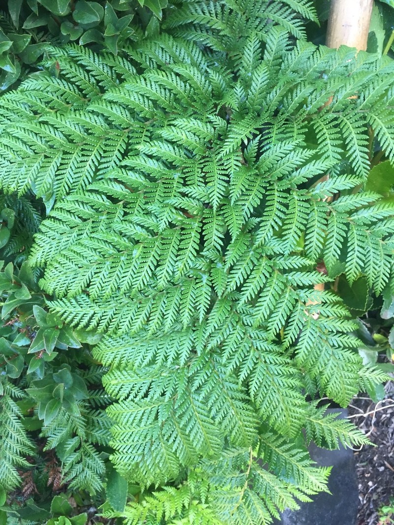 Diamondleaf Fern photo 5