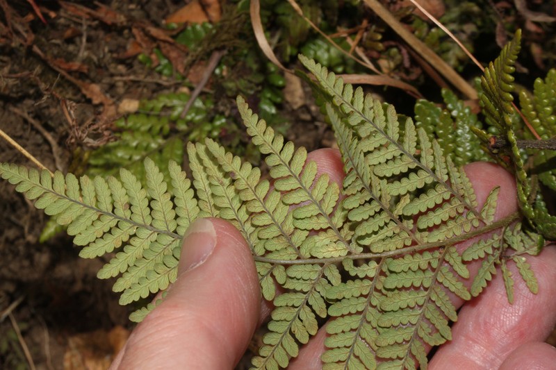 Diamondleaf Fern photo 6