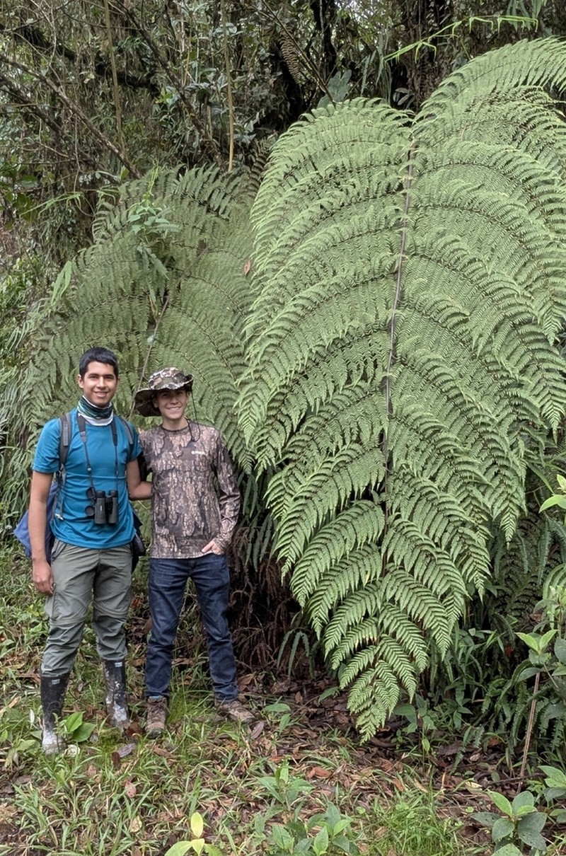 Diamondleaf Fern photo 7