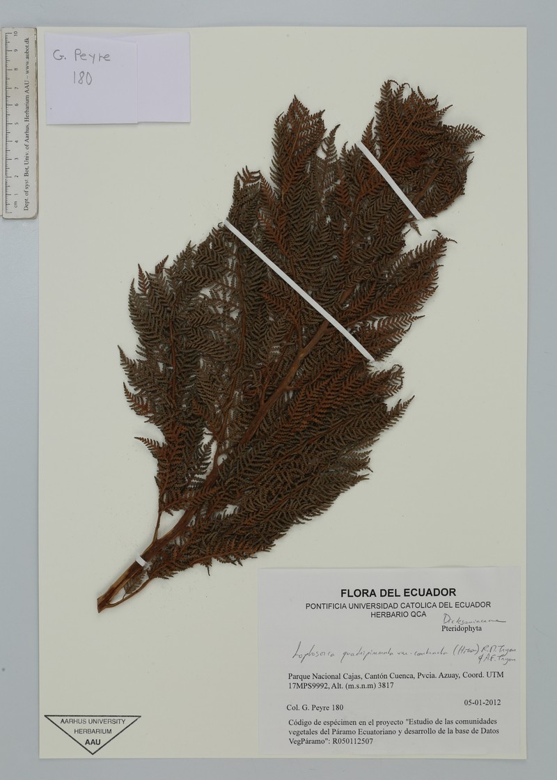Lophosoria quadripinnata var. contracta