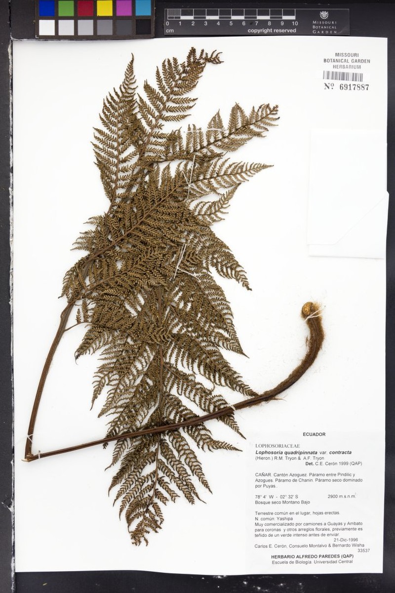 Lophosoria quadripinnata var. contracta photo 2