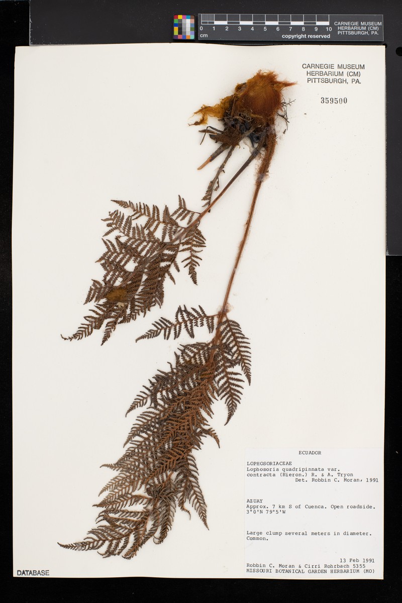 Lophosoria quadripinnata var. contracta photo 3