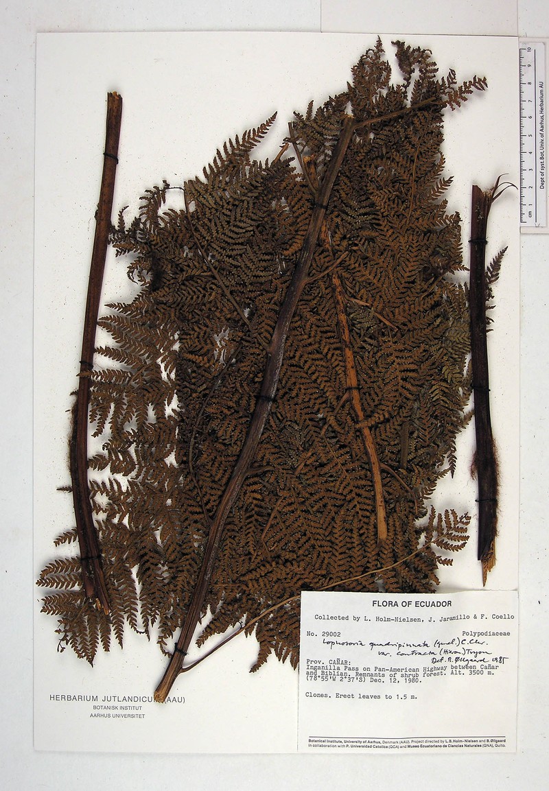 Lophosoria quadripinnata var. contracta photo 4