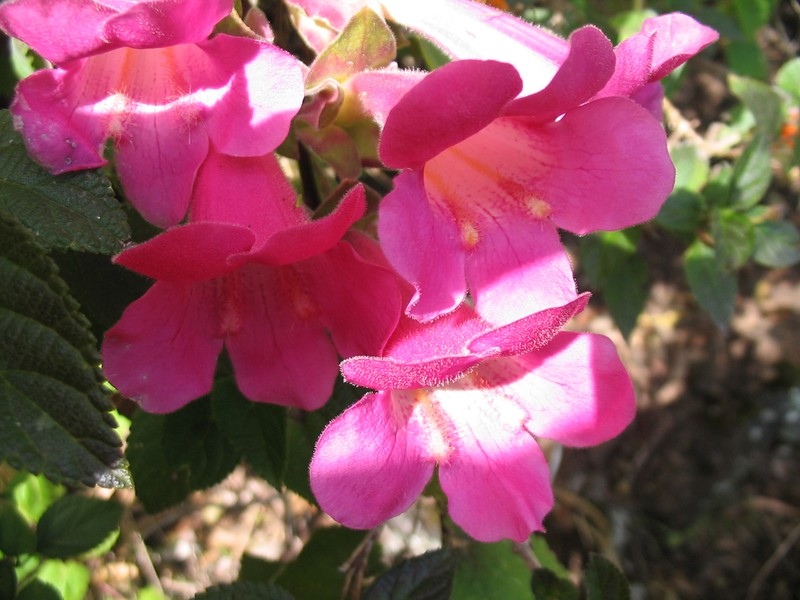Mexican Twist photo 3