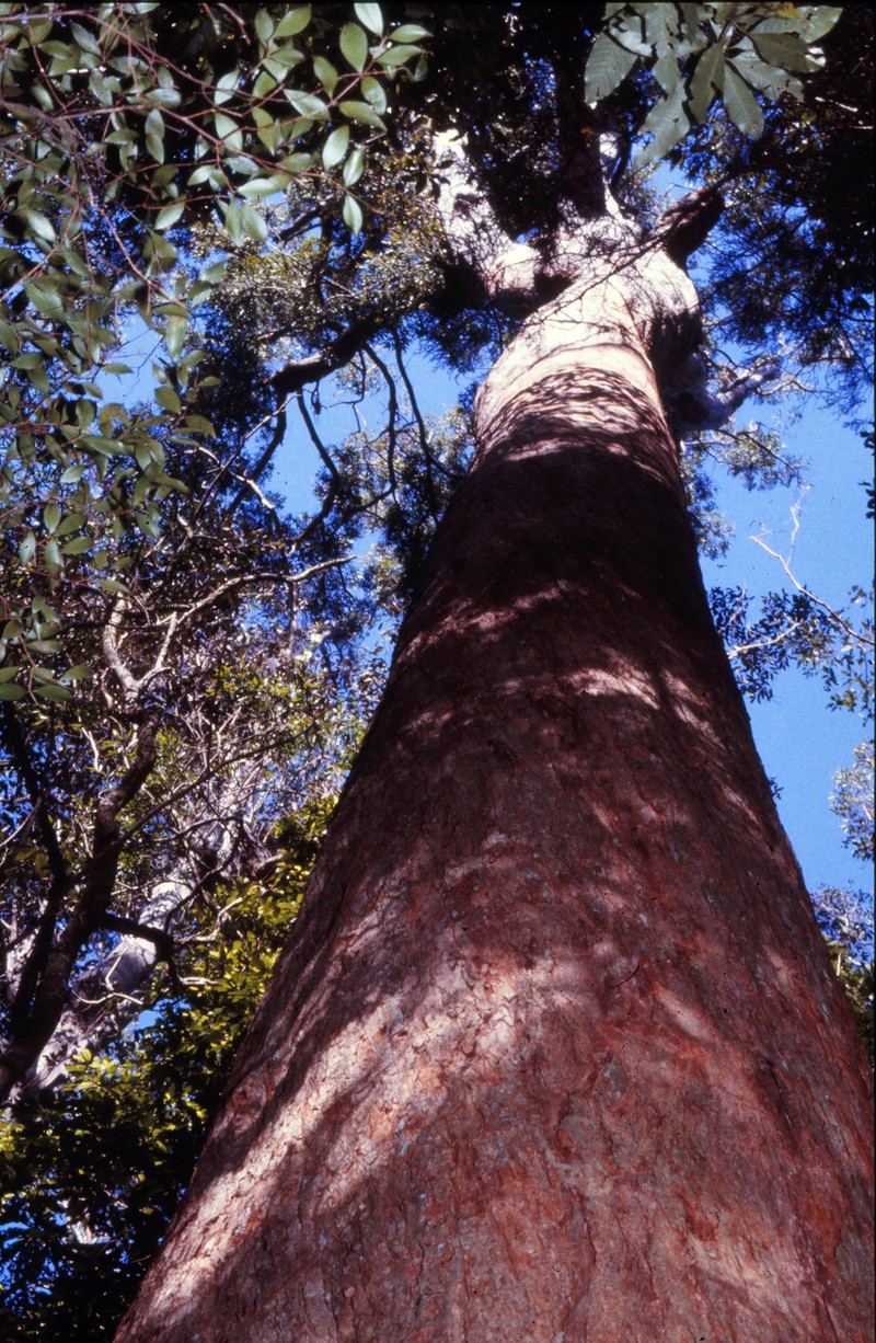 Vinegartree photo 2