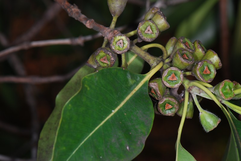 Vinegartree photo 3