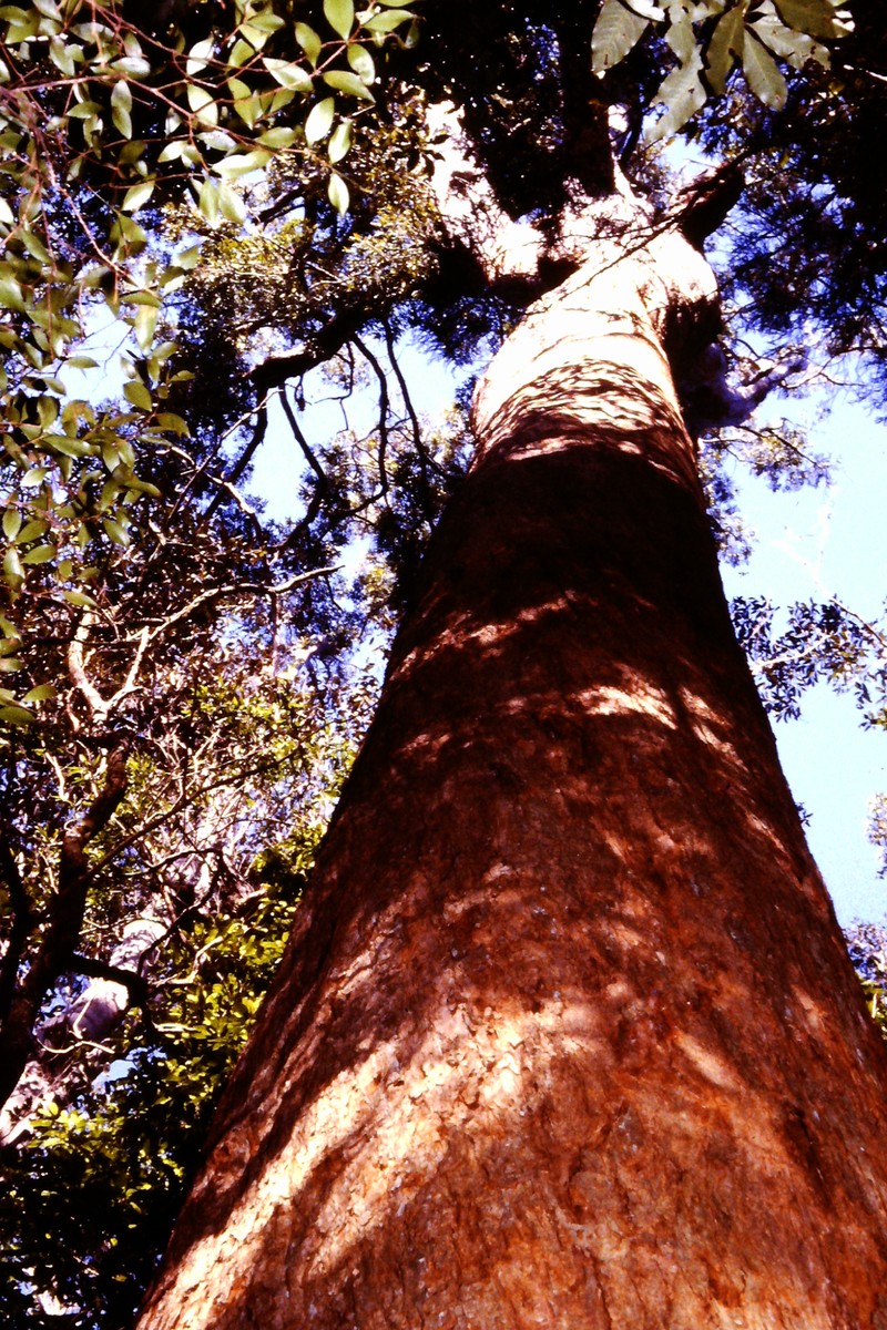 Vinegartree photo 4