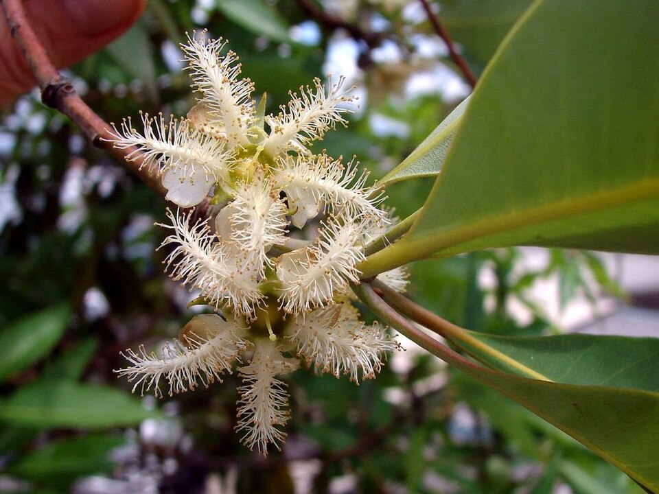 Vinegartree photo 5