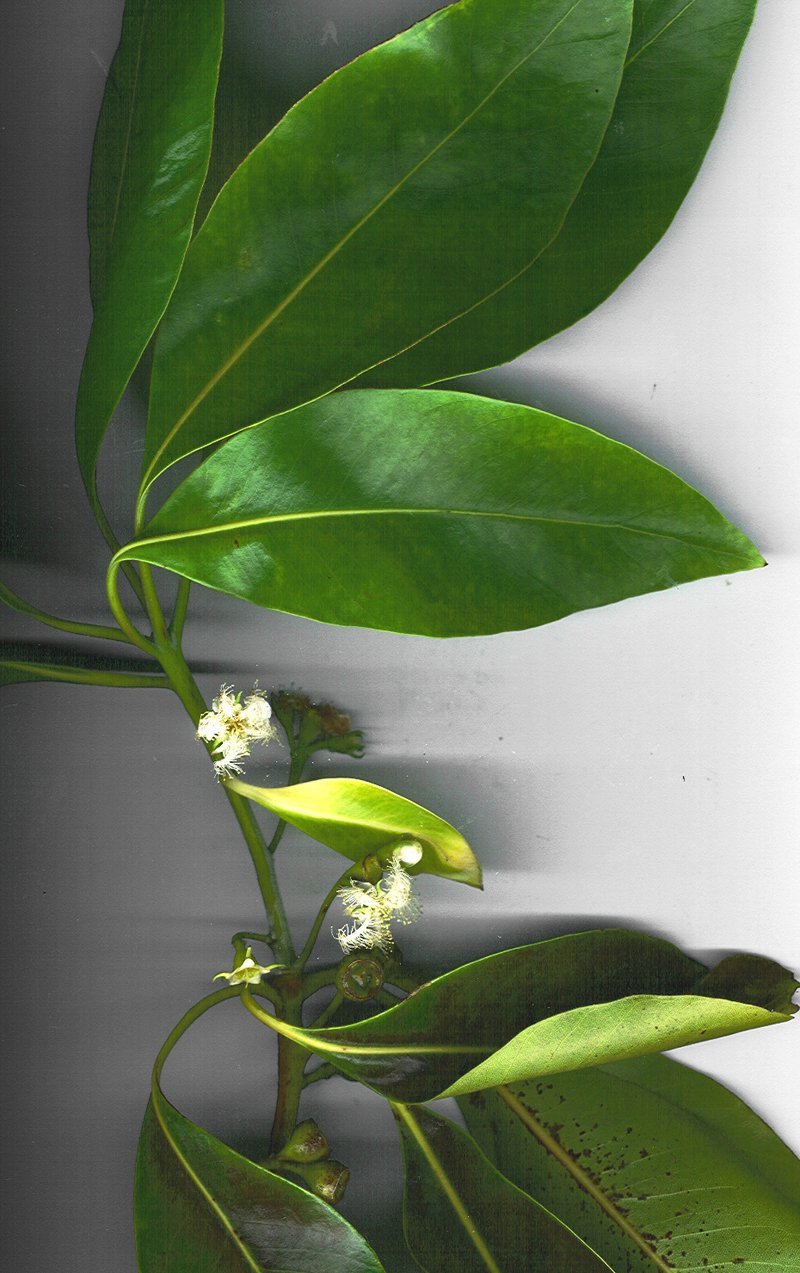 Vinegartree photo 7