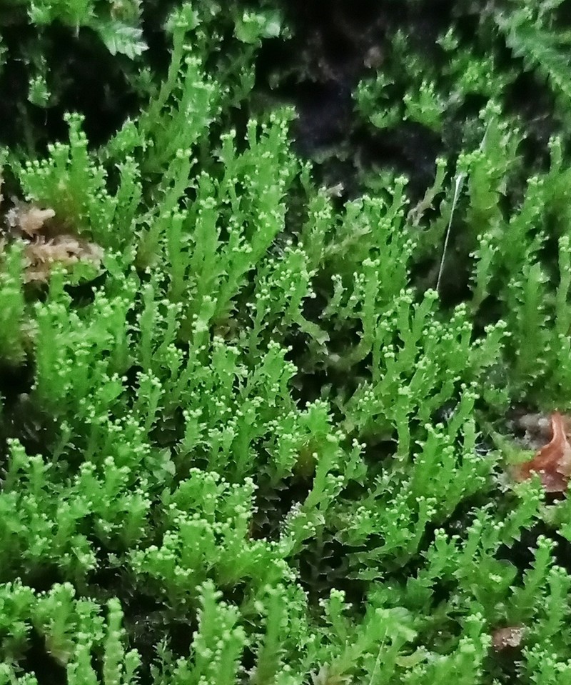 Lophozia ascendens
