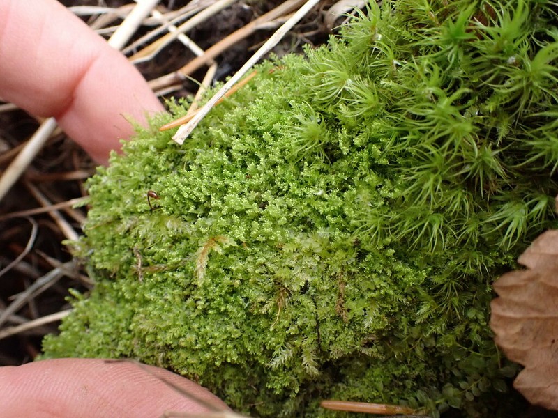 Lophozia ascendens photo 2