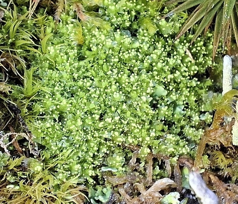 Lophozia ascendens photo 3