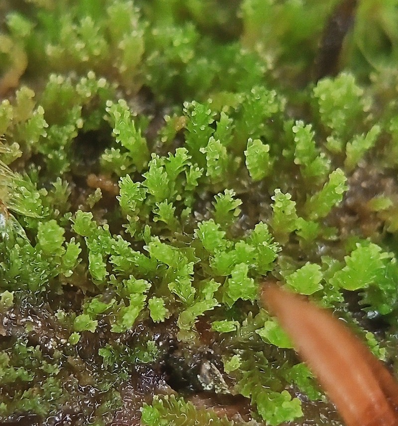 Lophozia ascendens photo 4