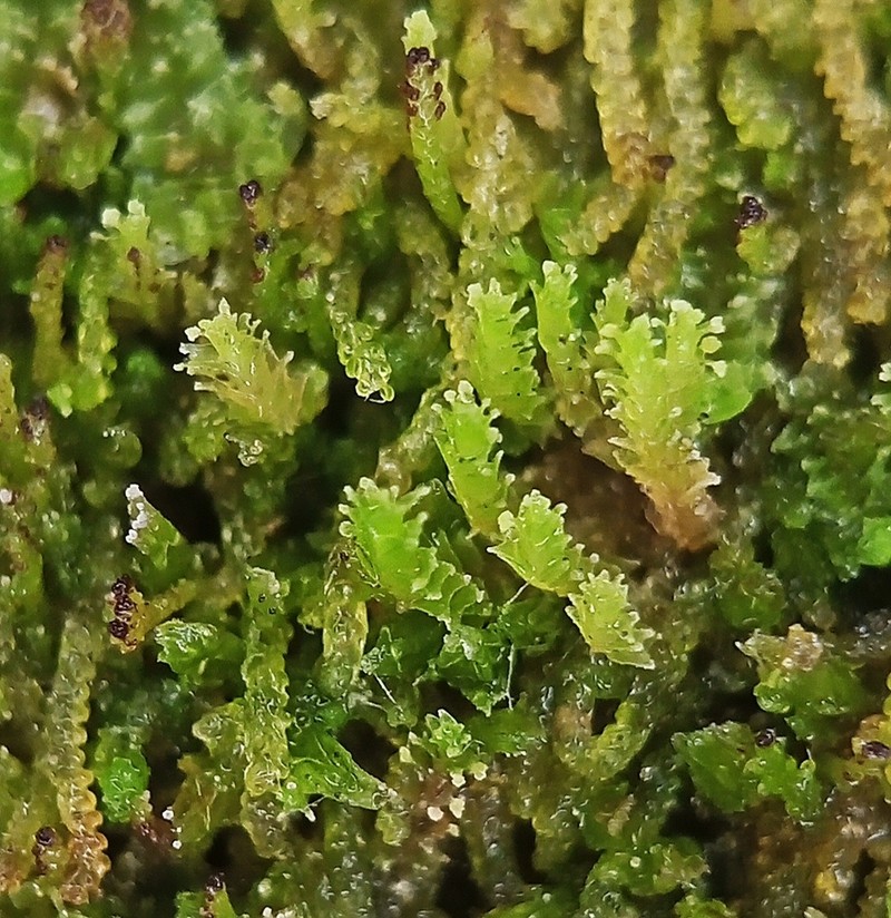 Lophozia ascendens photo 5