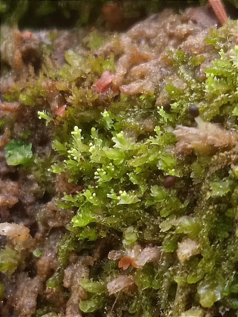 Lophozia ascendens photo 7