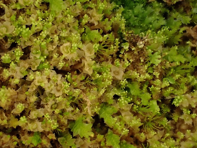 Lophozia ascendens photo 8