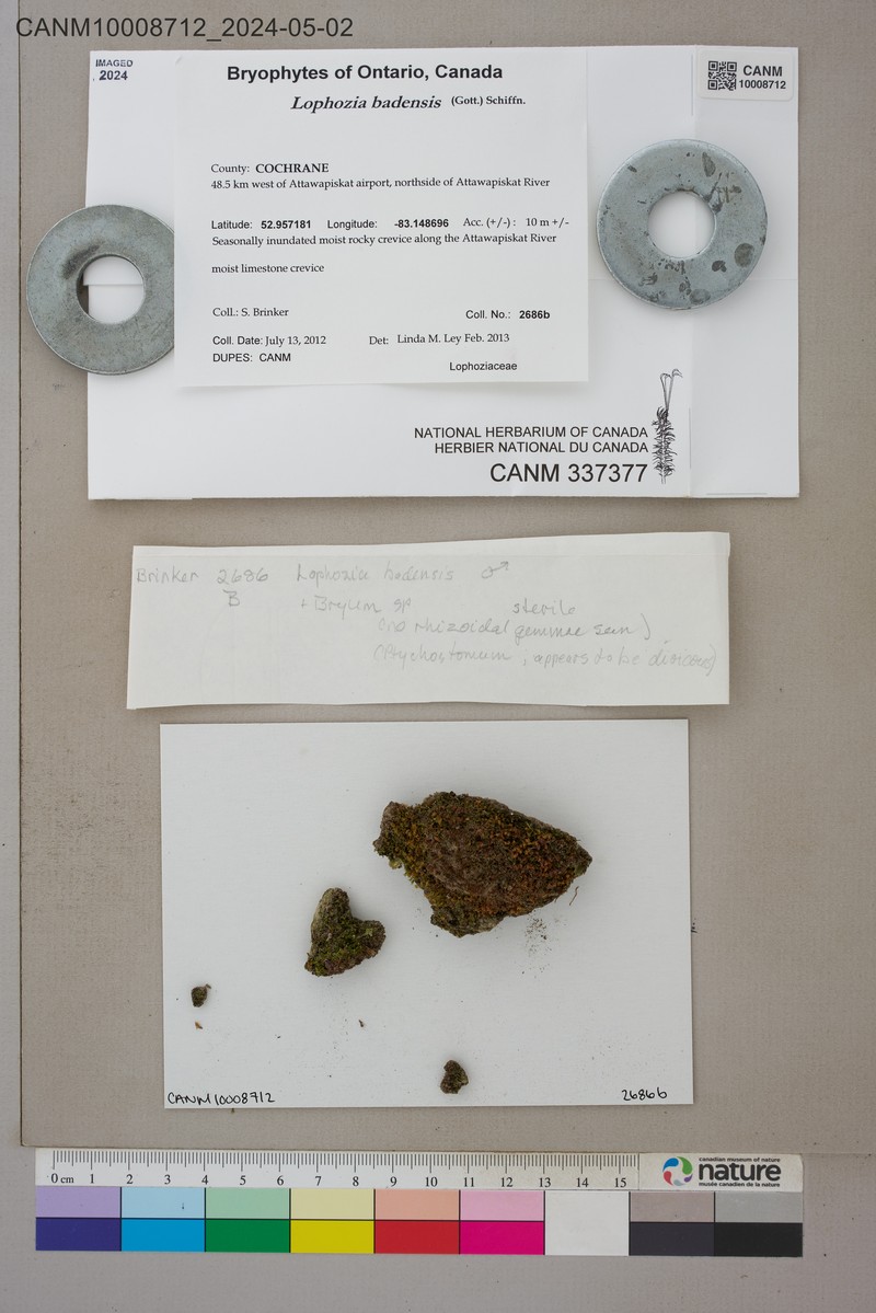 Lophozia badensis
