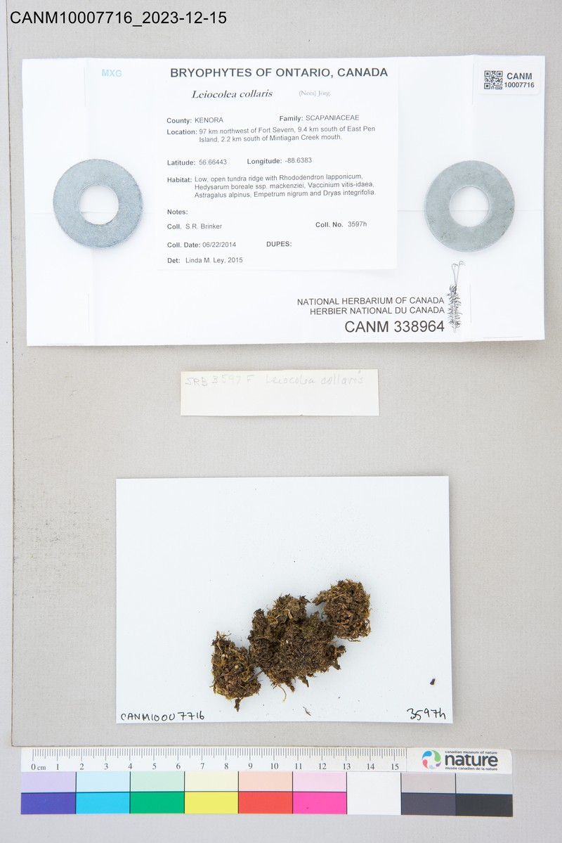 Lophozia collaris