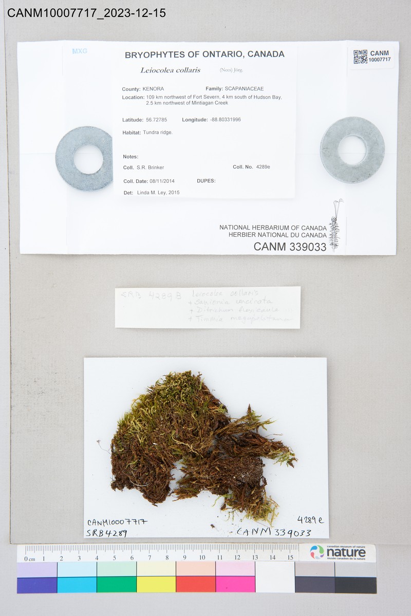 Lophozia collaris photo 3