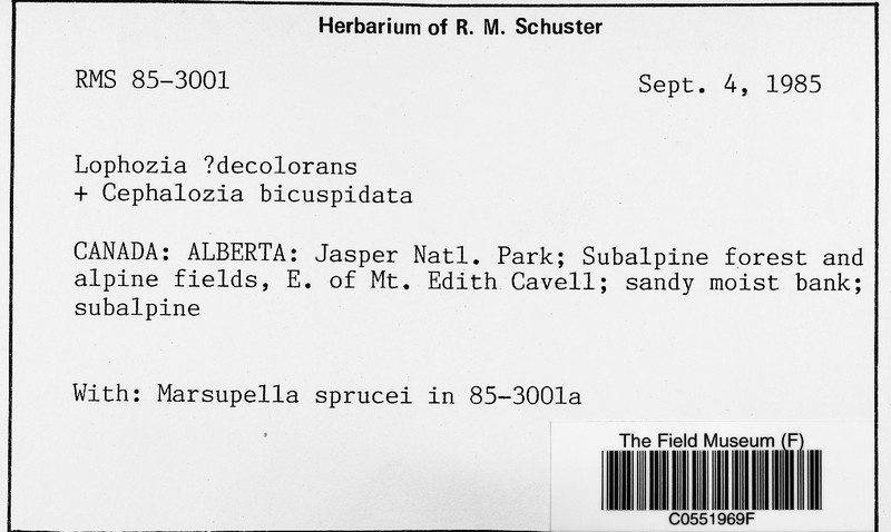 Lophozia decolorans