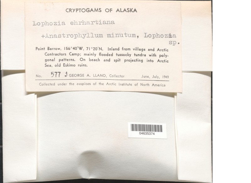Lophozia ehrhartiana