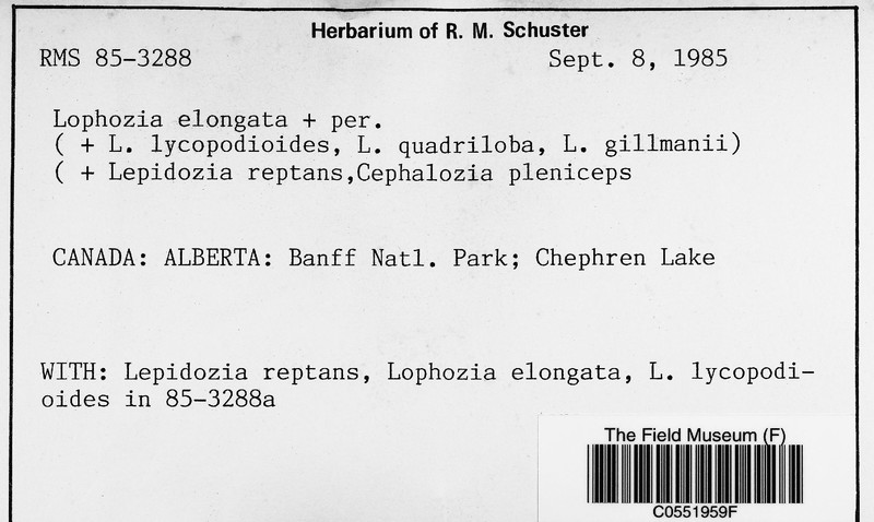 Lophozia elongata photo 2