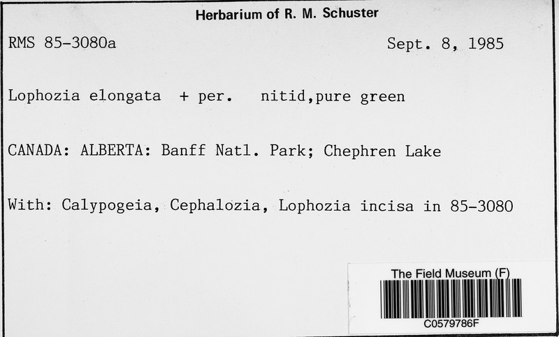 Lophozia elongata photo 3