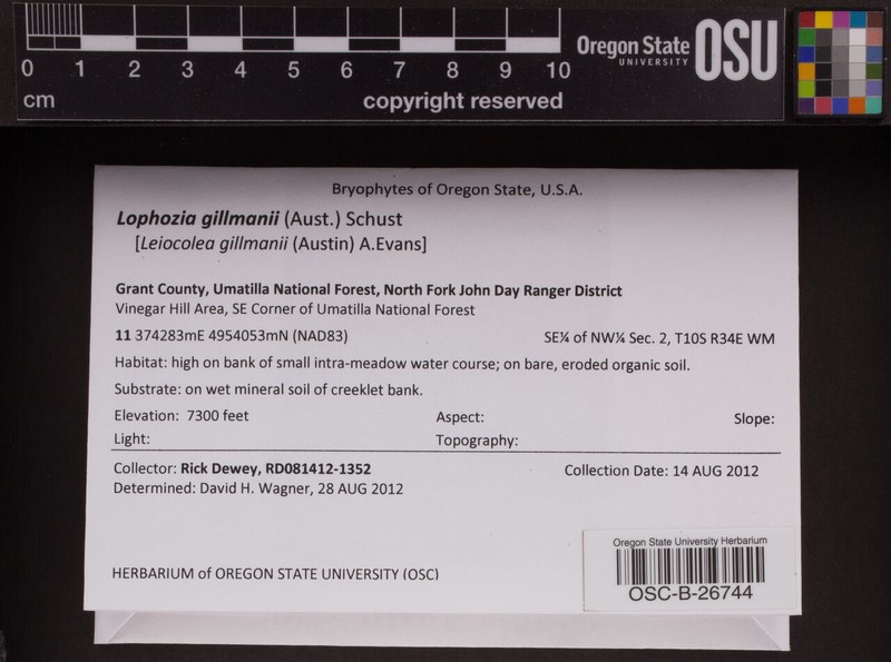 Lophozia gillmanii photo 2