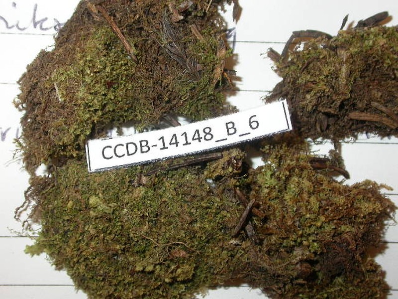 Lophozia grandiretis photo 4